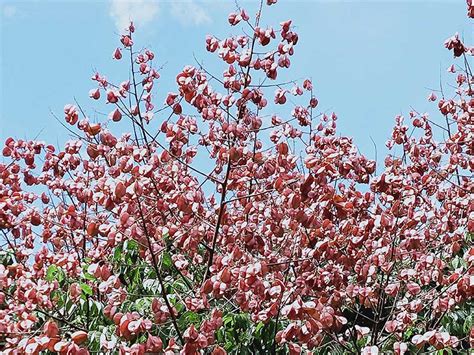 開花樹